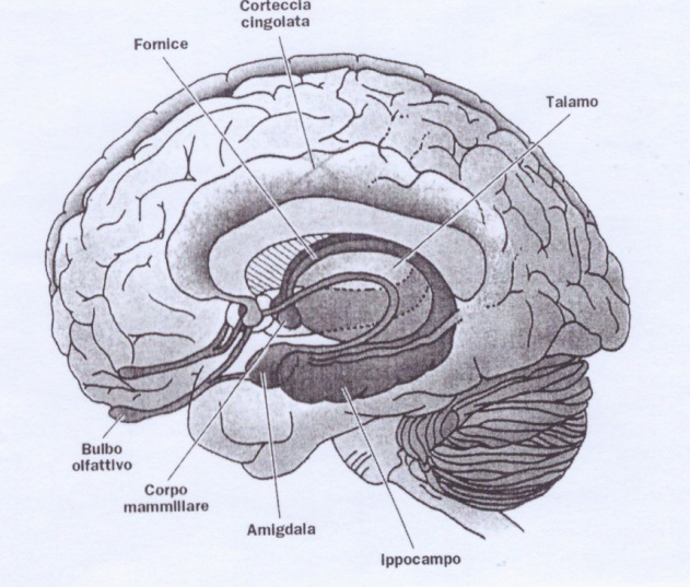 La neurobiologia delle emozioni